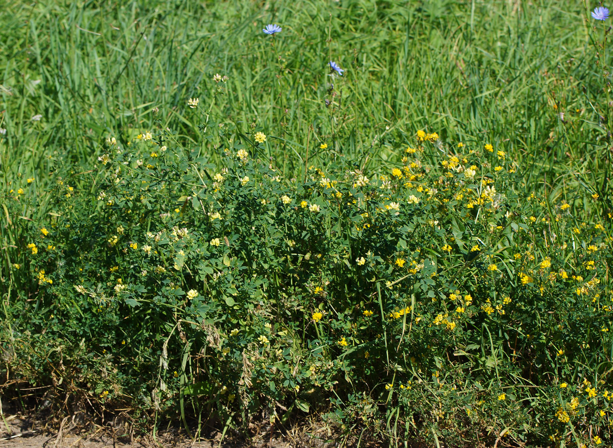 Image of Medicago × varia specimen.