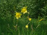 Hemerocallis lilio-asphodelus. Верхушки цветущих растений. Иркутская обл., Иркутский р-н, р. Иркут, о. Беляева, луг. 29.06.2020.