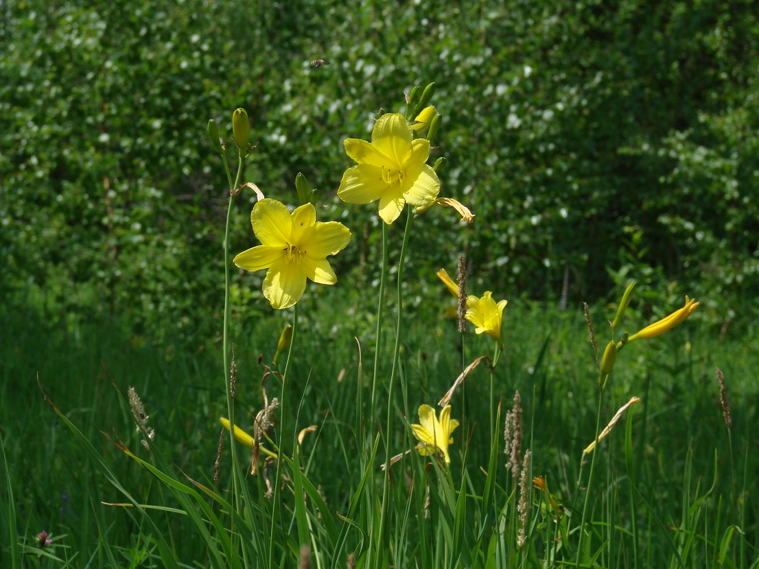 Image of Hemerocallis lilio-asphodelus specimen.