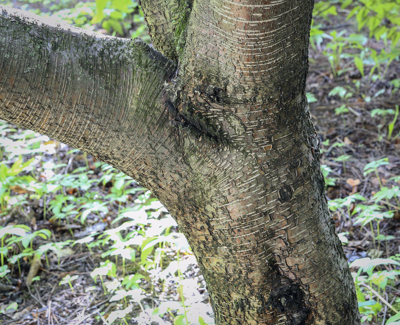 Image of Betula lenta specimen.