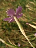 Dianthus ciliatus subspecies dalmaticus. Цветок. Хорватия, Дубровник, гора Srd, травянистый склон с одиночными кустарниками. 28 августа 2010 г.