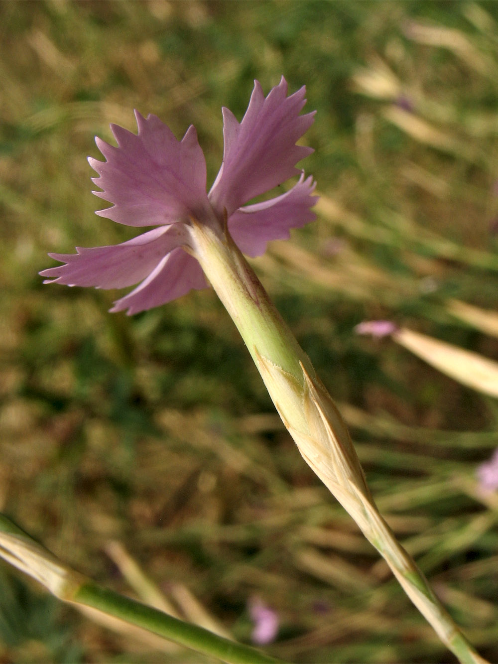 Image of Dianthus ciliatus ssp. dalmaticus specimen.