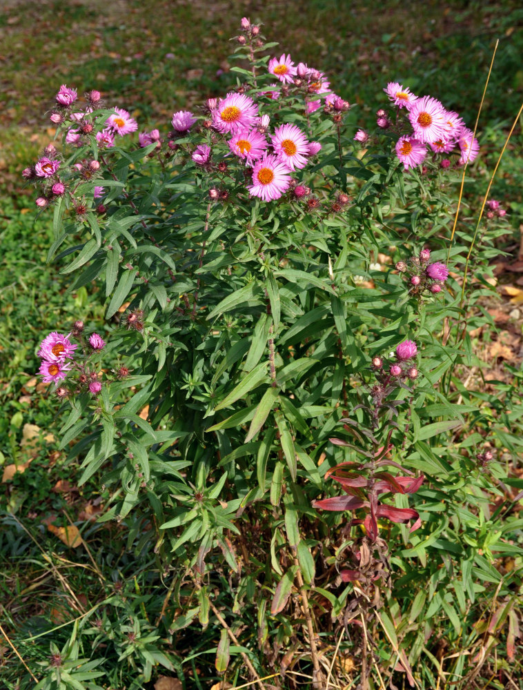 Image of Symphyotrichum novae-angliae specimen.