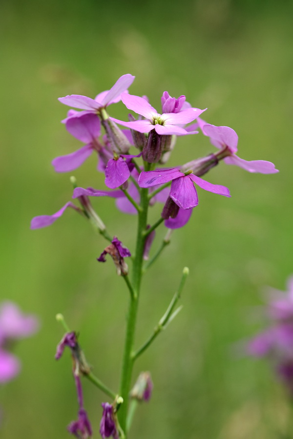 Image of Hesperis matronalis specimen.