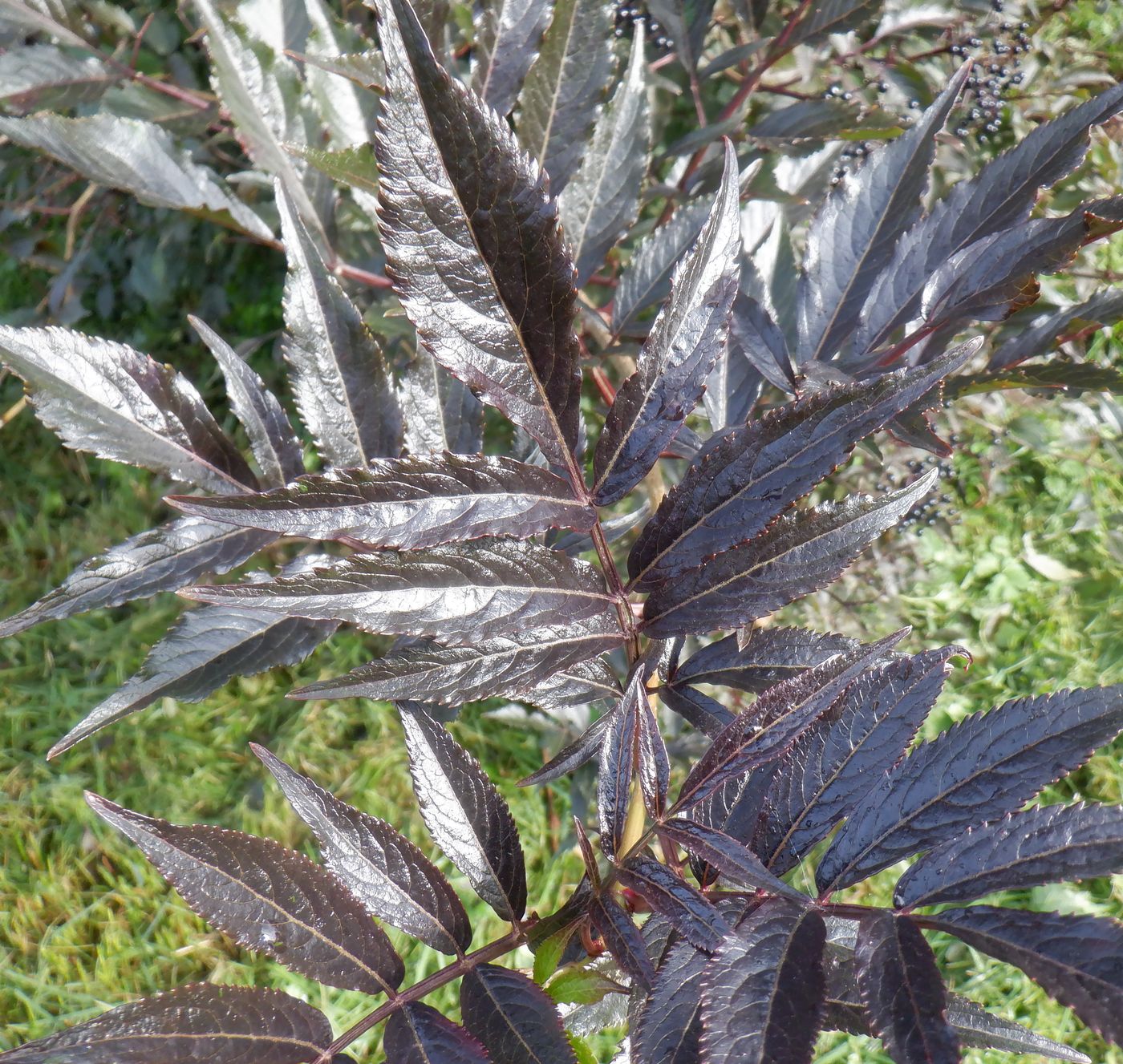 Изображение особи Sambucus nigra.