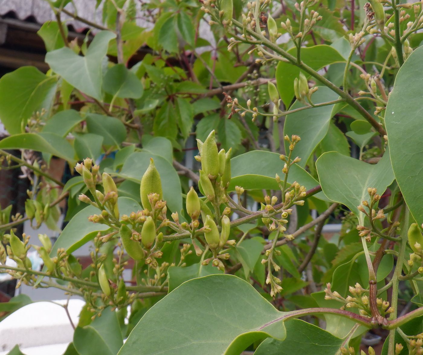 Image of Syringa vulgaris specimen.