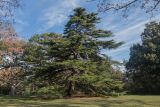 Cedrus libani