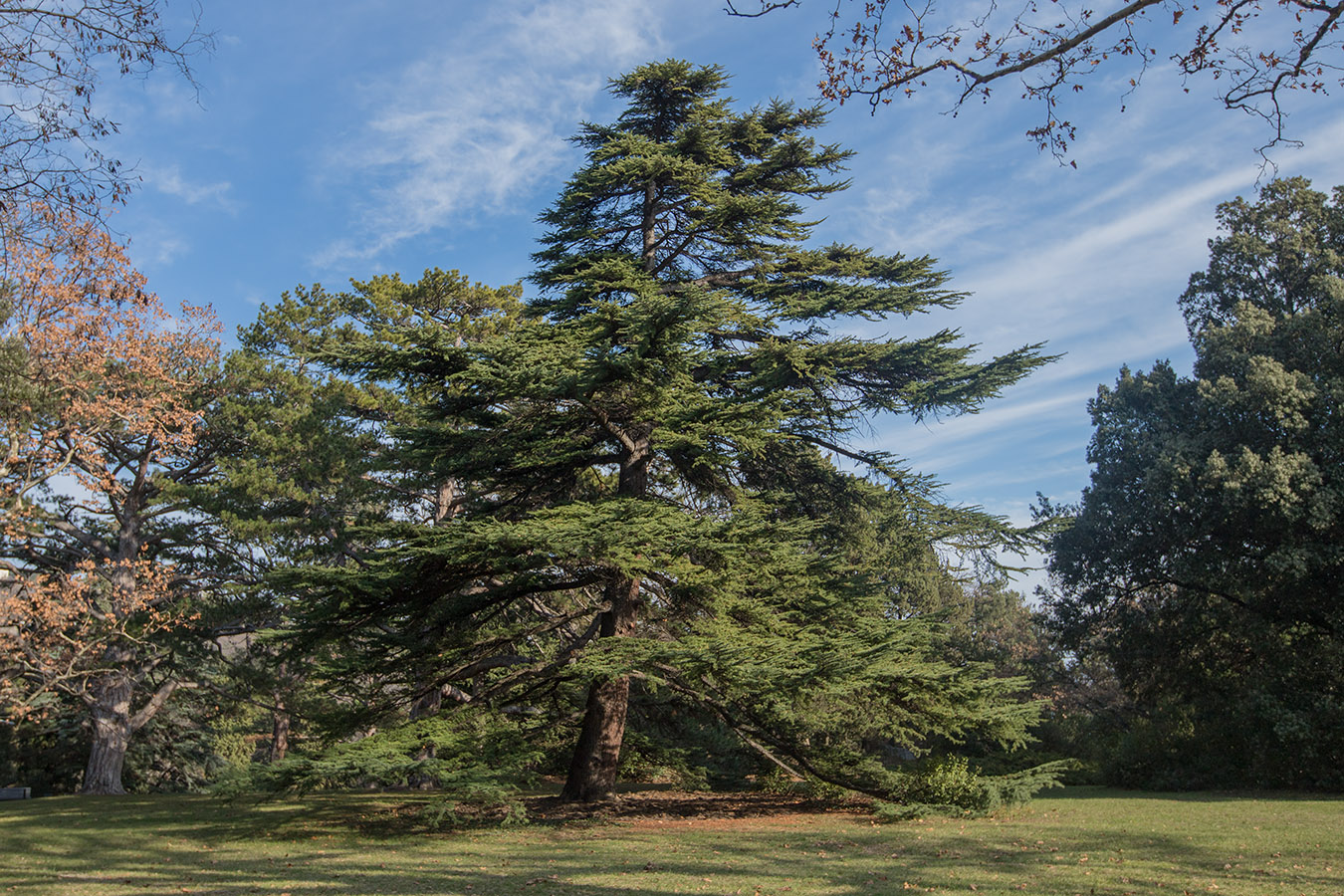 Image of Cedrus libani specimen.