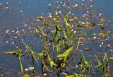 Sagittaria sagittifolia. Вегетирующие растения в окружении цветущих Batrachium. Московская обл., Раменский гор. округ, окр. пос. Гжель, затопленный глиняный карьер, в воде у берега. 01.07.2020.