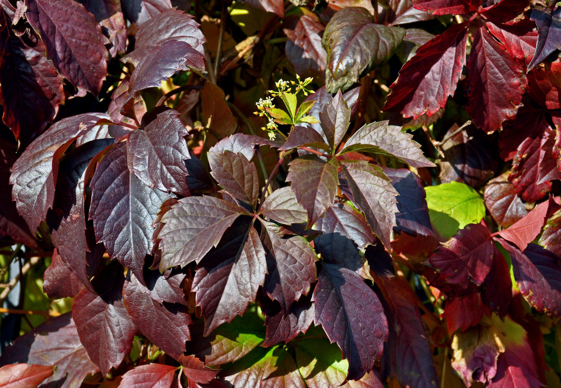 Изображение особи Parthenocissus quinquefolia.