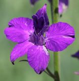 Delphinium ajacis. Цветок. Ростовская обл., Пролетарский р-н, окр. г. Пролетарск, с/х поле. 01.06.2019.