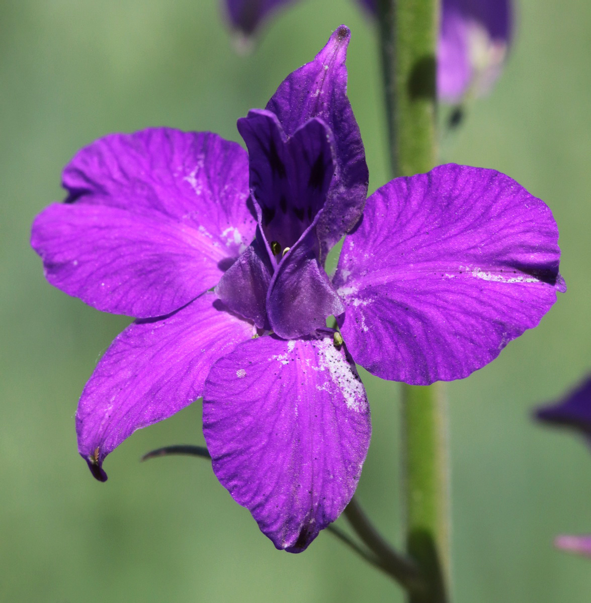 Image of Delphinium ajacis specimen.