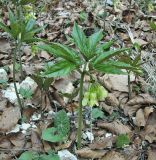 Cardamine enneaphyllos