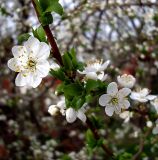 Prunus cerasifera. Части ветвей с цветками (в т. ч. аномальными семи- и шестилепестковыми). Ростовская обл., Азовский р-н, с. Кугей. 18.04.2012.