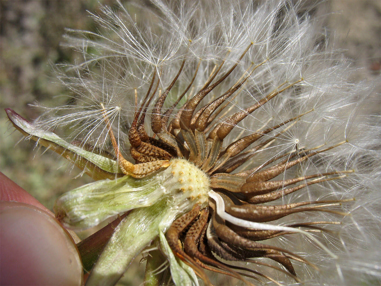 Image of Urospermum picroides specimen.