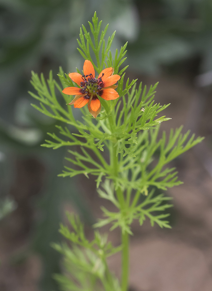 Изображение особи Adonis parviflora.