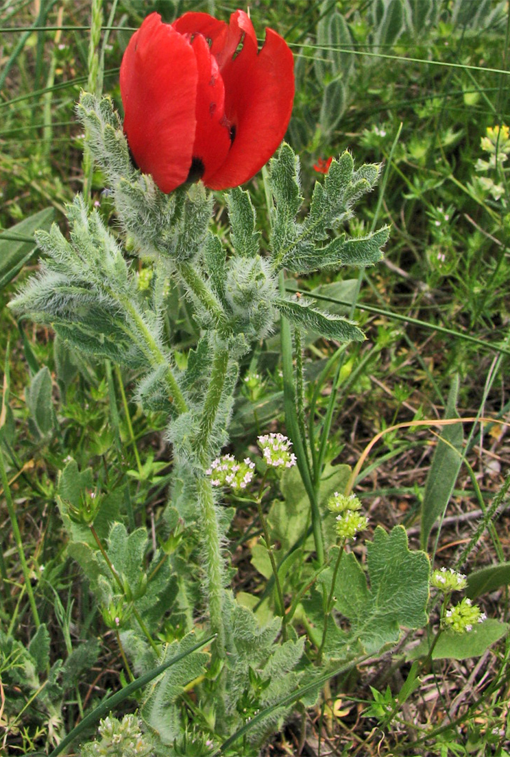 Изображение особи Glaucium corniculatum.