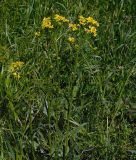 Bunias orientalis