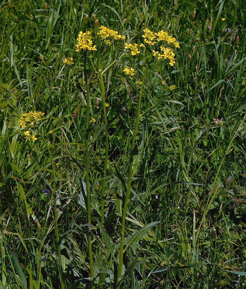 Image of Bunias orientalis specimen.