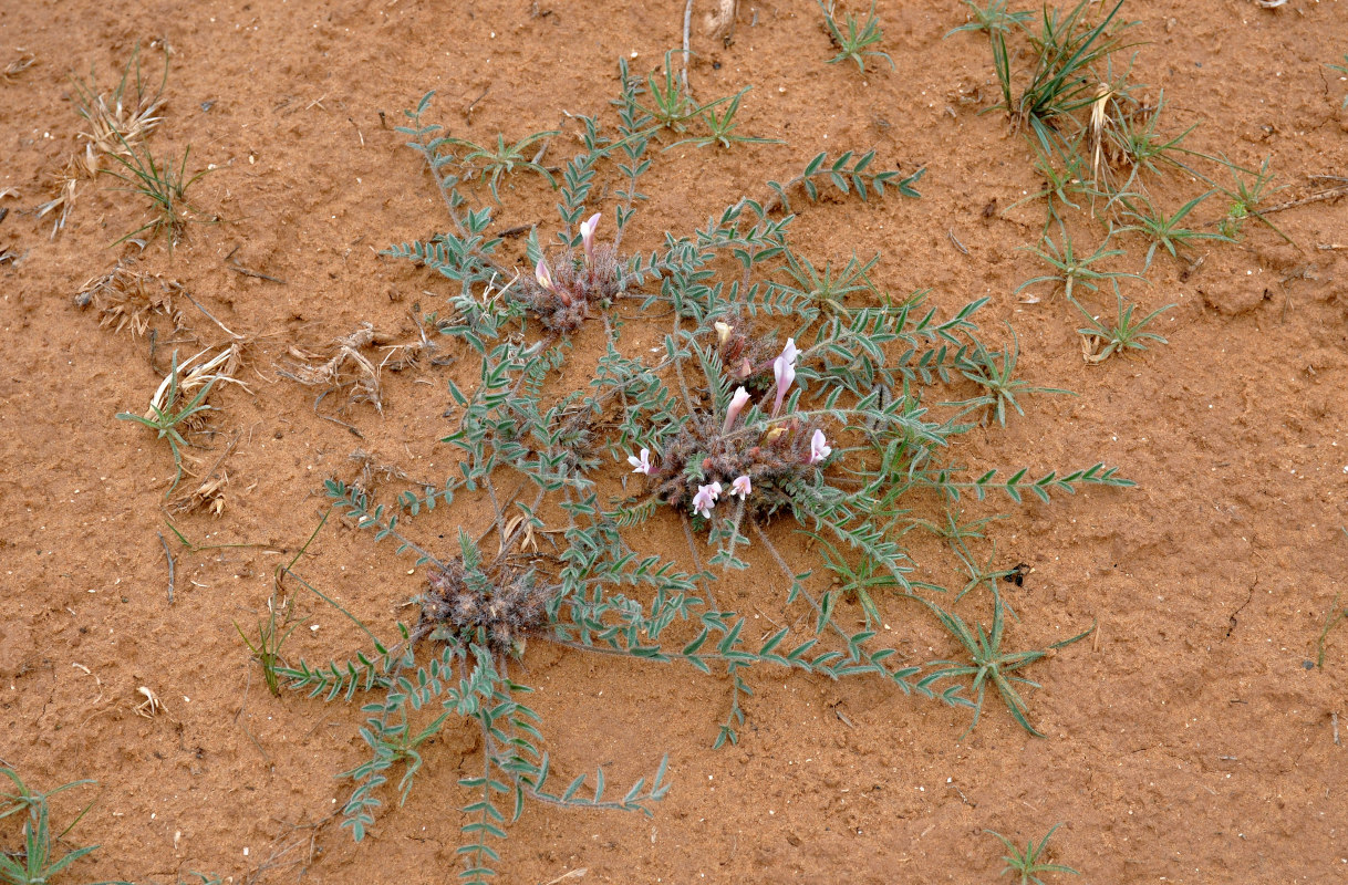 Image of Astragalus dolichophyllus specimen.