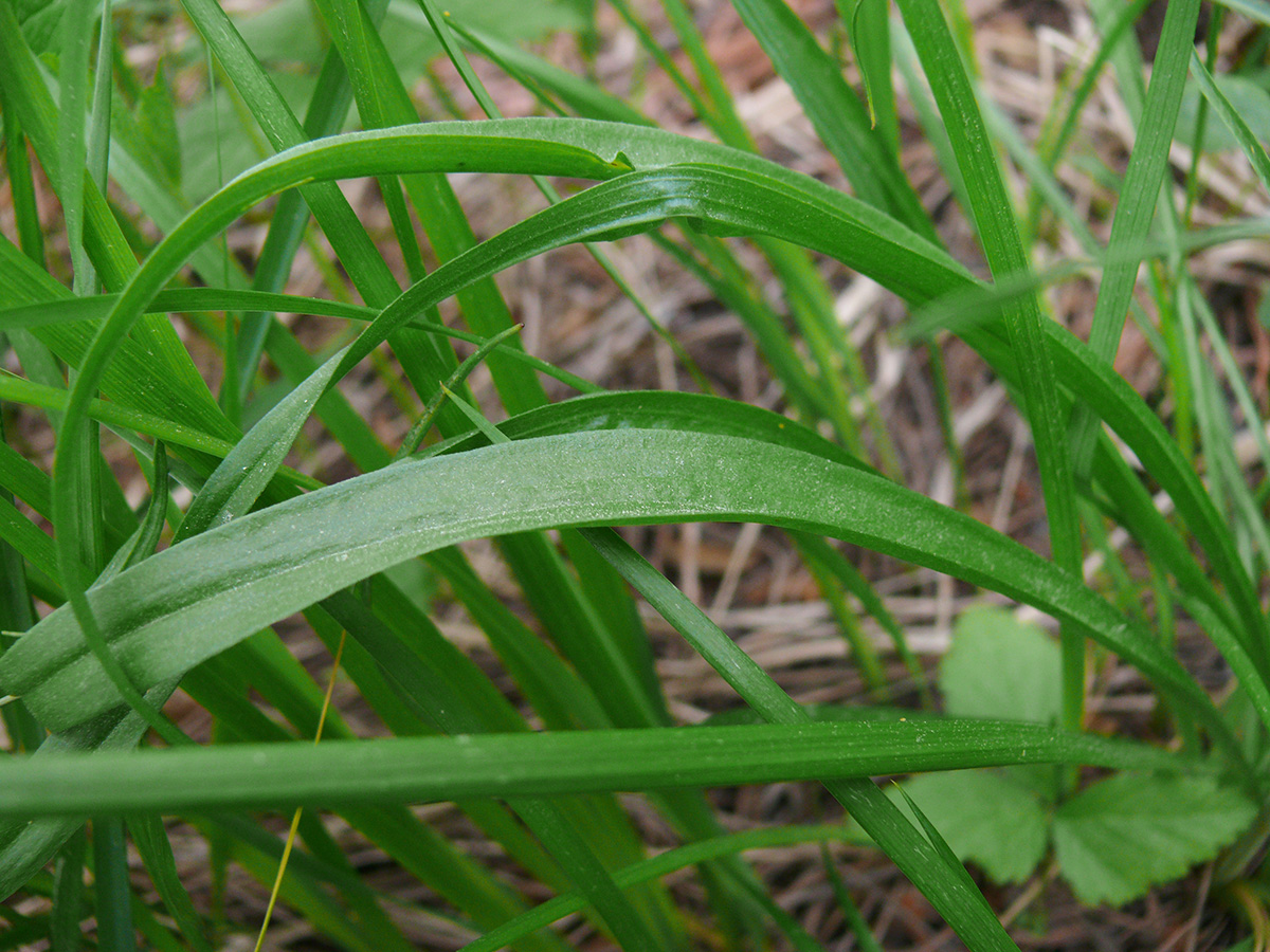 Image of Scorzonera radiata specimen.