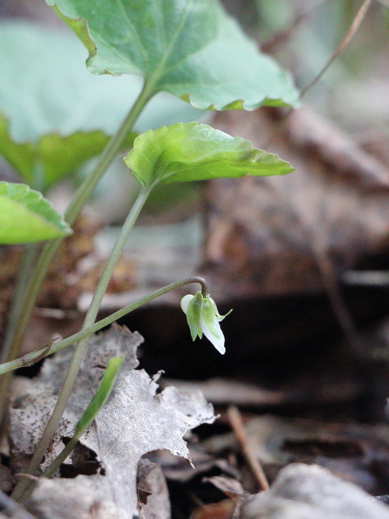 Image of Viola brachyceras specimen.