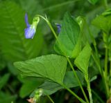 Viola reichenbachiana