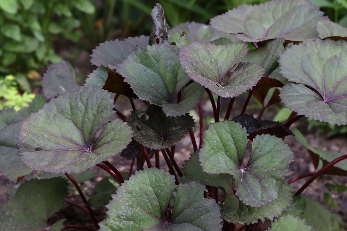 Изображение особи Ligularia dentata.