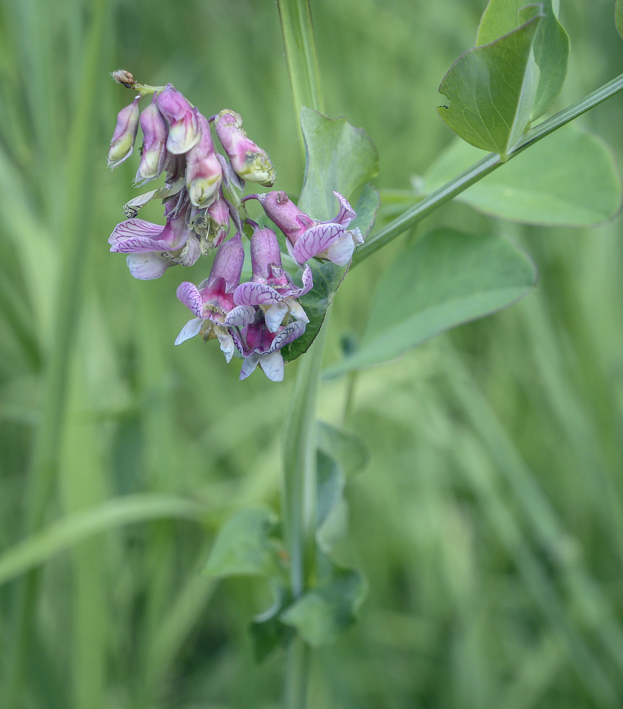 Image of Lathyrus pisiformis specimen.