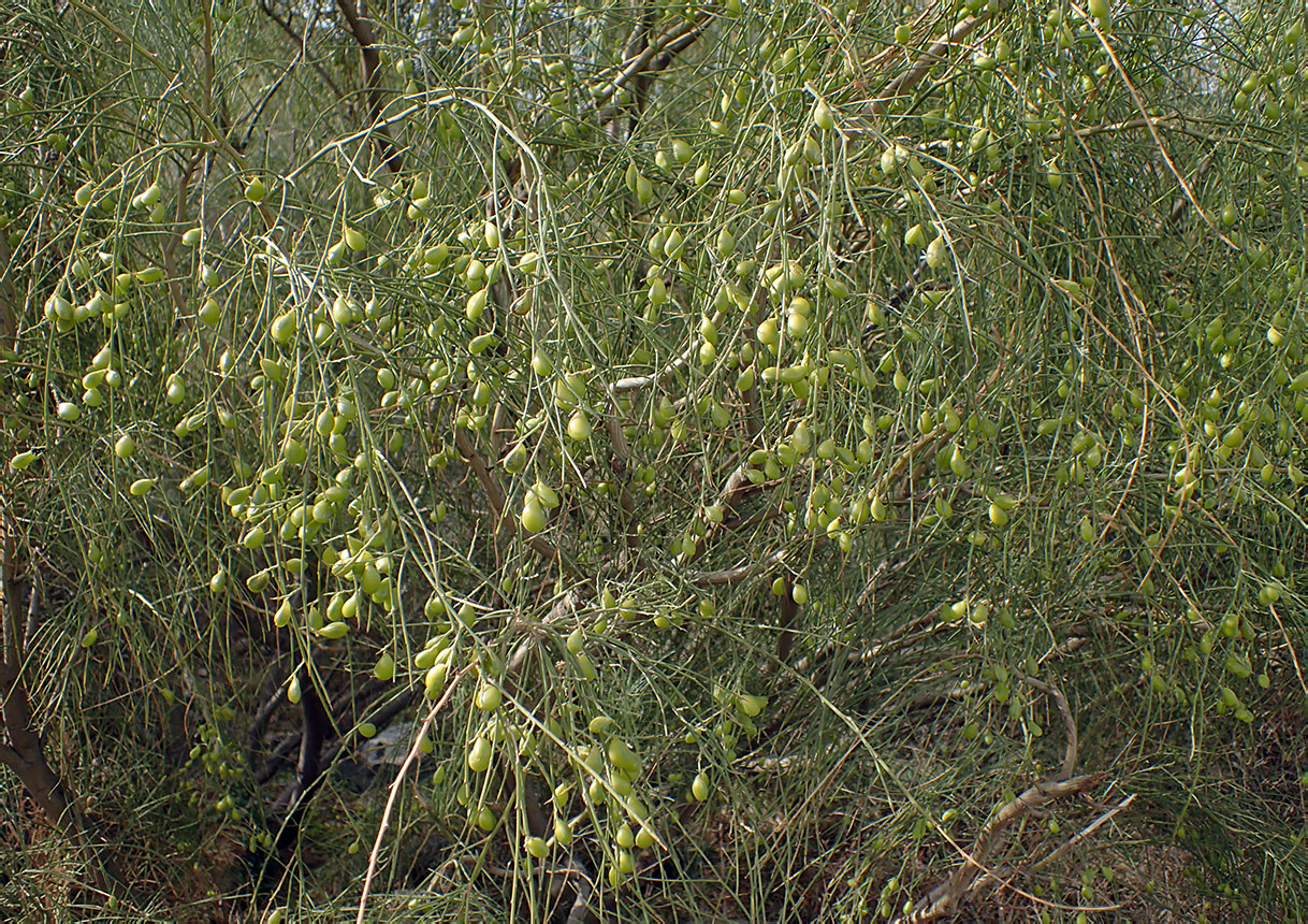 Image of Retama monosperma specimen.