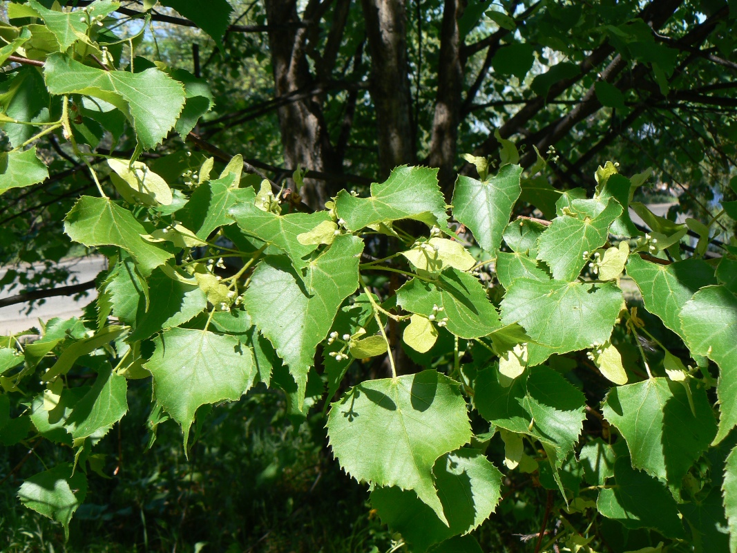 Image of Tilia amurensis specimen.