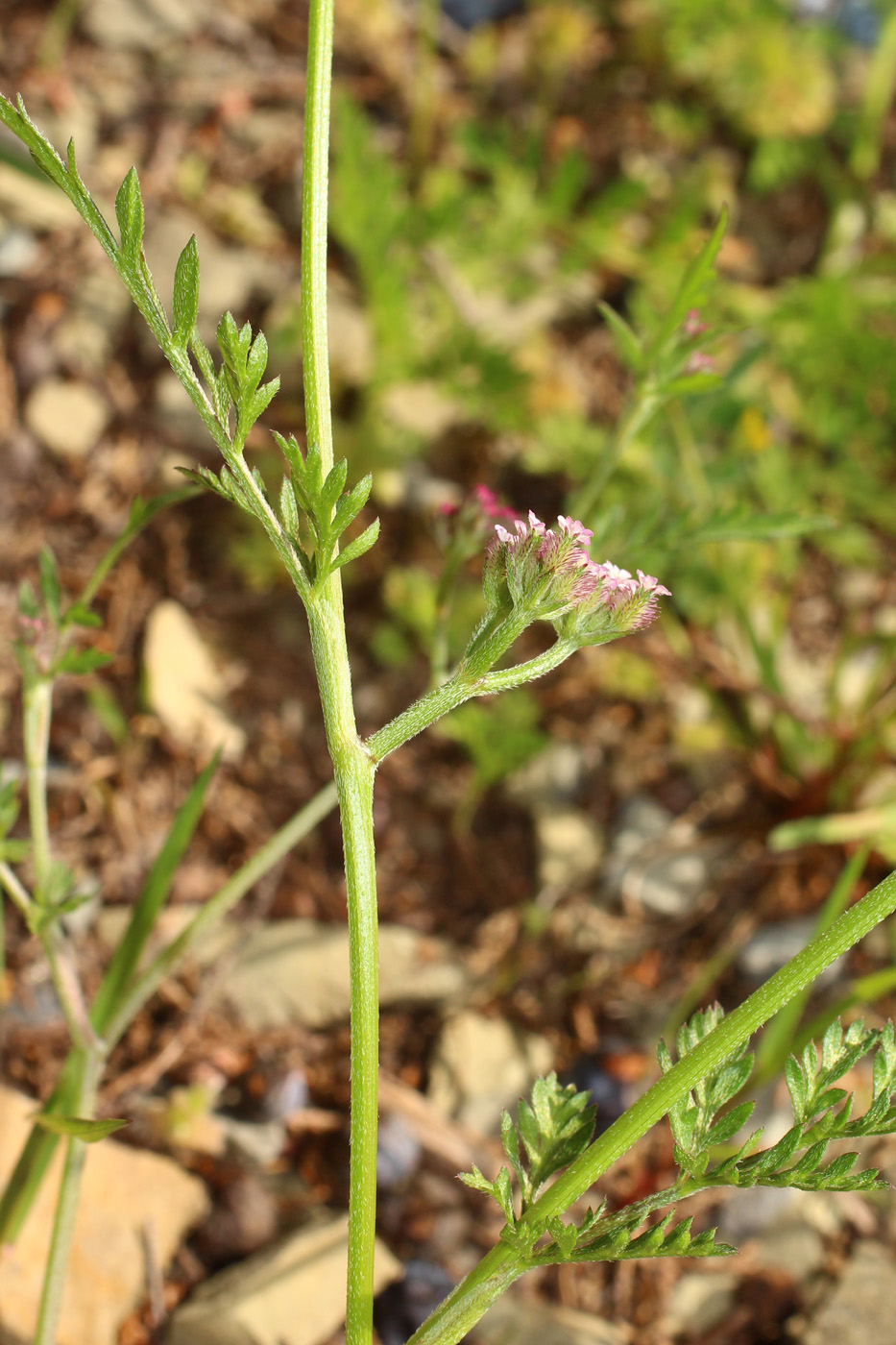 Изображение особи Torilis leptophylla.