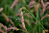 Carex laevissima. Соплодие. Хабаровский край, р-н им. Полины Осипенко, с. Бриакан, влажный луг. 17.07.2021.