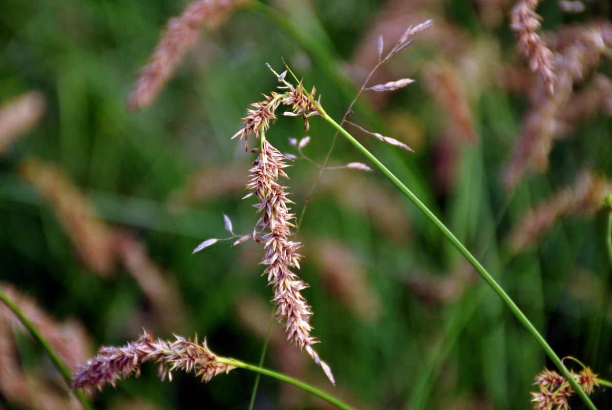 Image of Carex laevissima specimen.