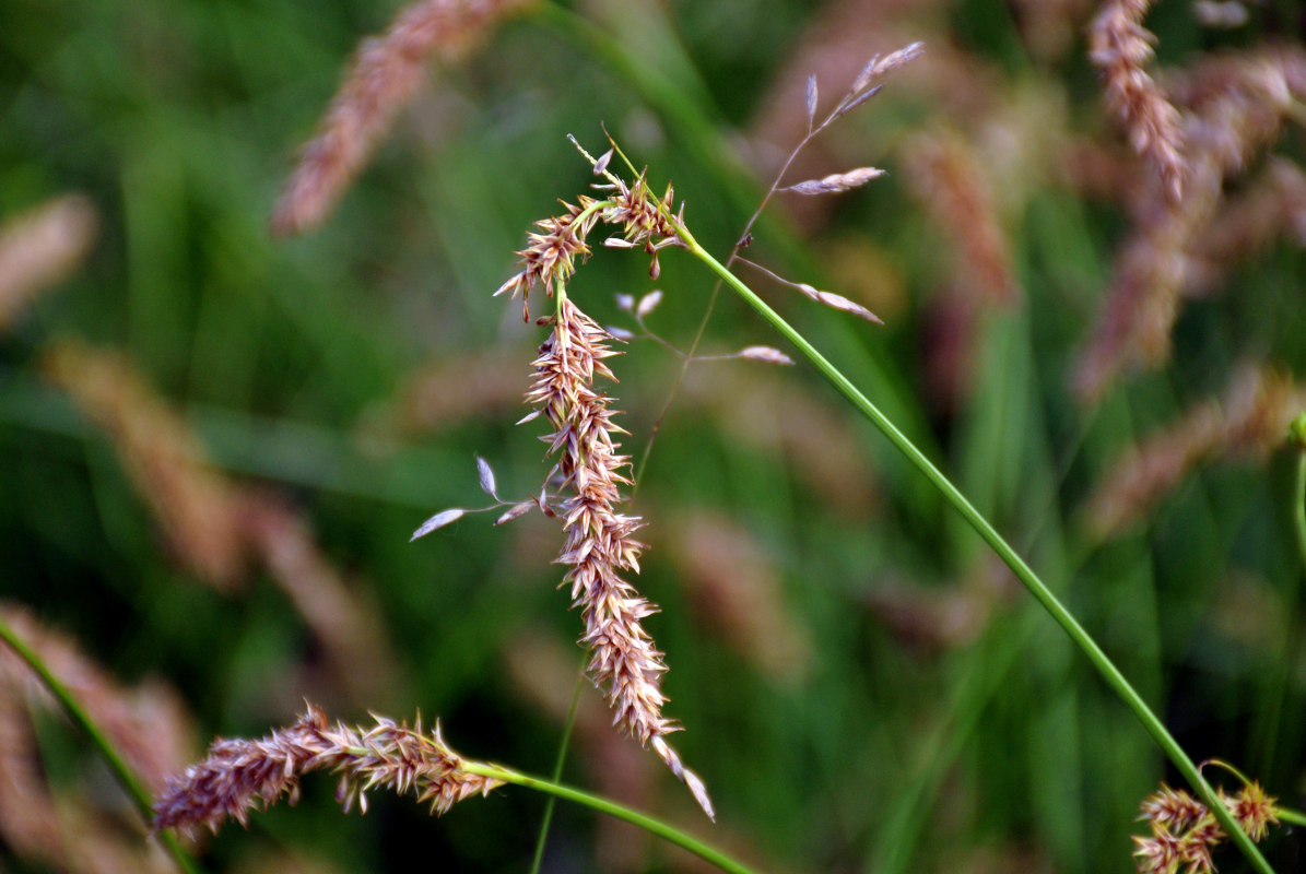 Изображение особи Carex laevissima.