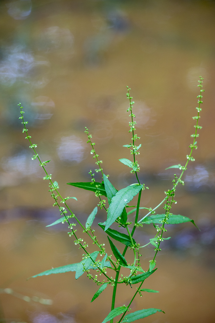 Изображение особи род Rumex.