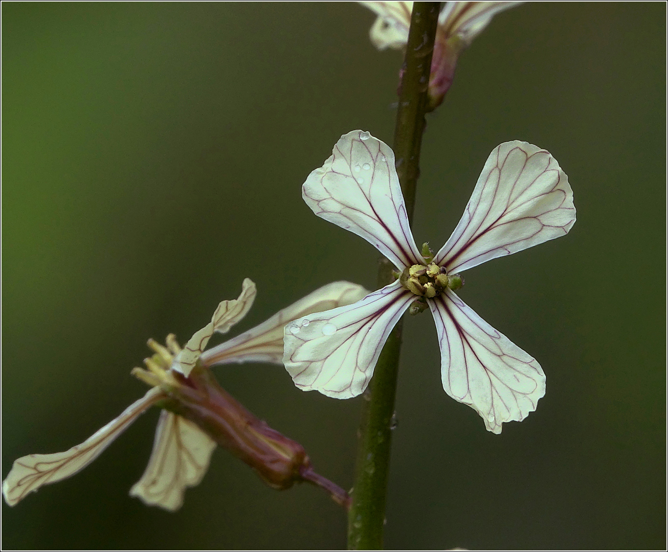 Image of Eruca sativa specimen.