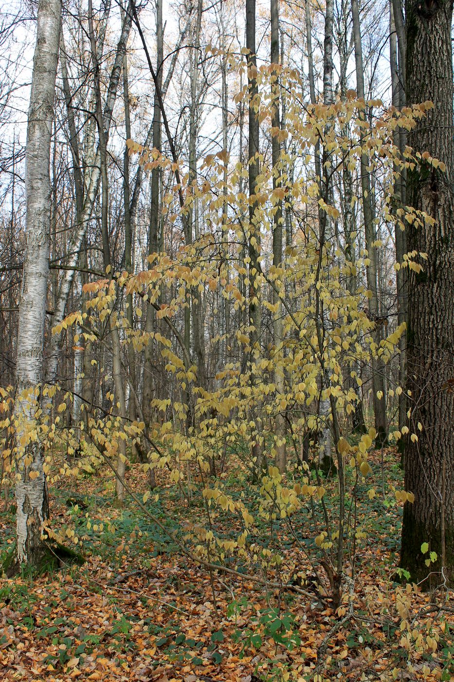 Image of Euonymus verrucosus specimen.