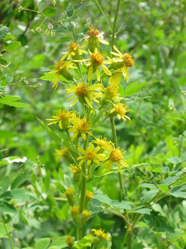 Изображение особи Solidago cuprea.