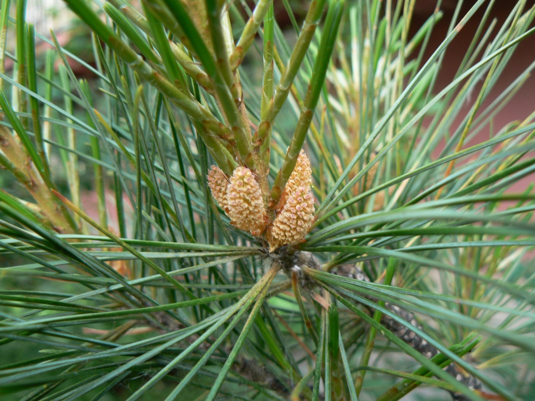 Изображение особи Pinus koraiensis.