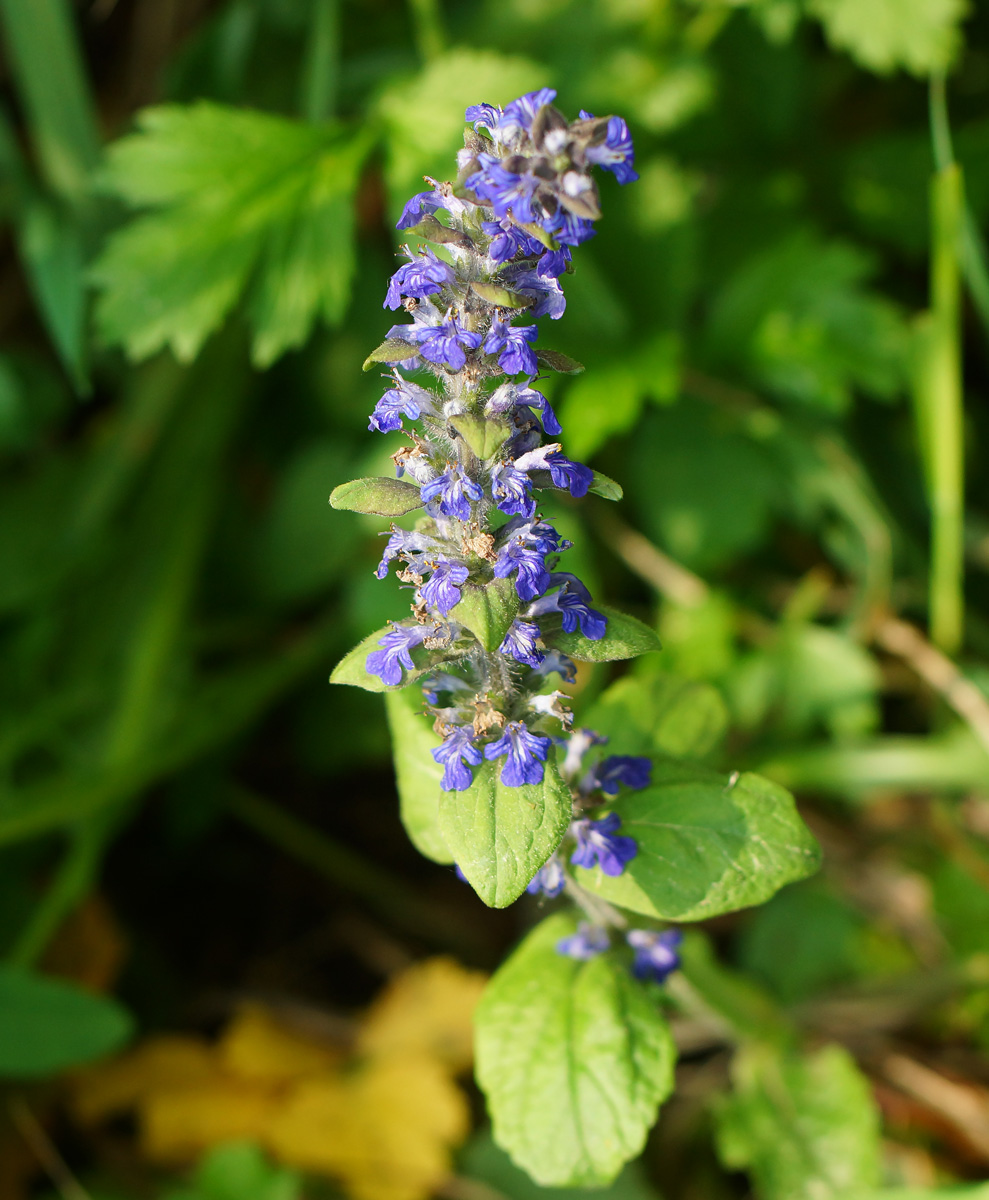 Image of Ajuga reptans specimen.