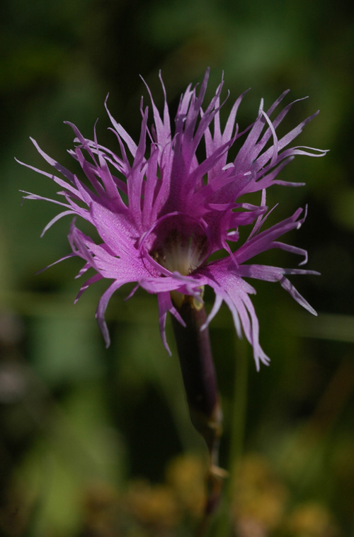 Image of Dianthus superbus specimen.