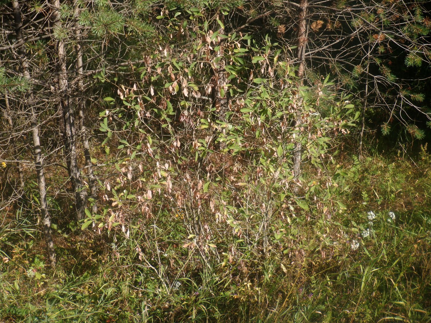 Изображение особи Salix cinerea.