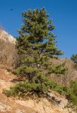 genus Pinus. Взрослое дерево. Крым, гора Ай-Петри, каменистый склон. 29.10.2021.