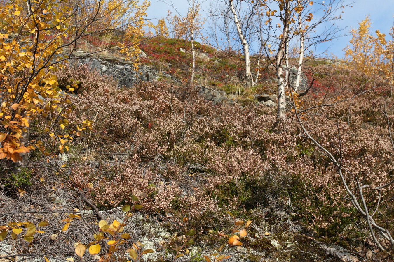 Image of Calluna vulgaris specimen.