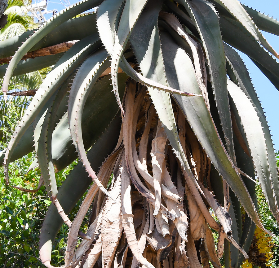 Изображение особи Aloe africana.