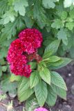 Celosia cristata