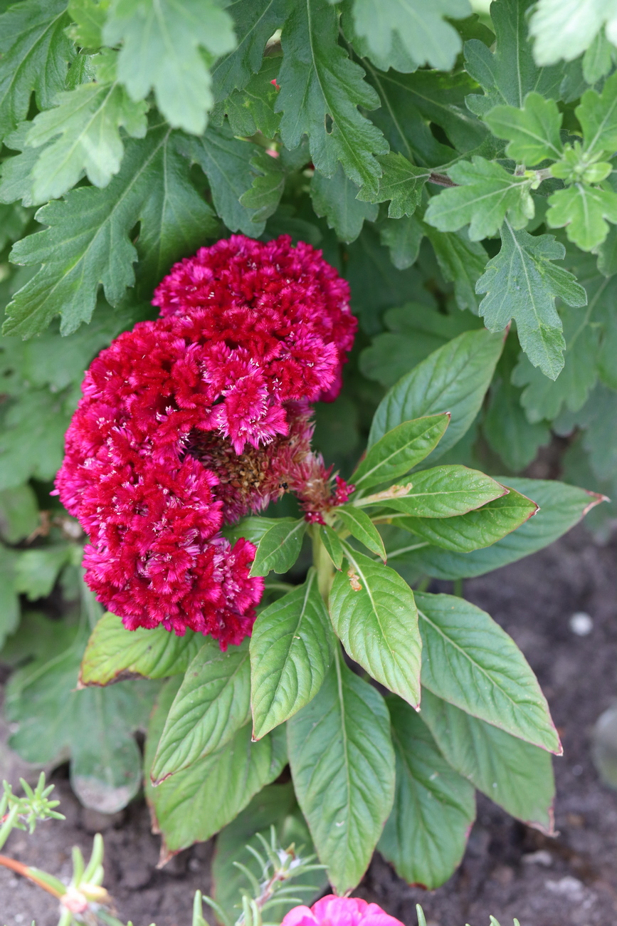 Image of Celosia cristata specimen.