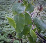Lonicera prolifera