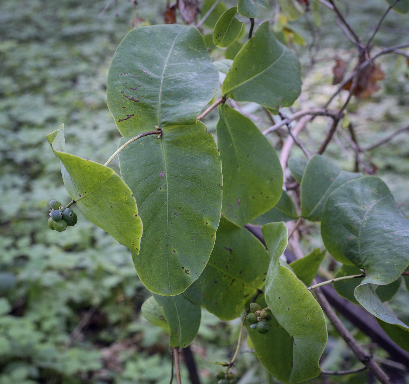 Image of Lonicera prolifera specimen.